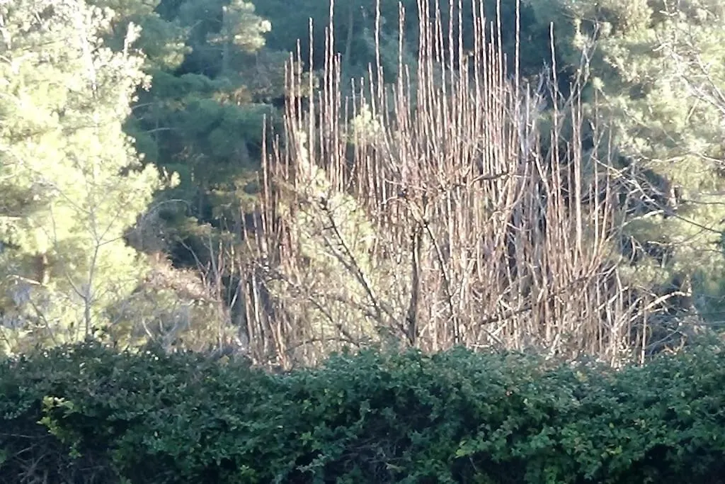 فيلة فيلا Κατοικία Με Θέα Στο Δάσος سالونيك